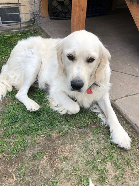 It's also free to list your available puppies and litters on our site. Our Dogs - UTAH ENGLISH CREAM GOLDEN RETRIEVERS
