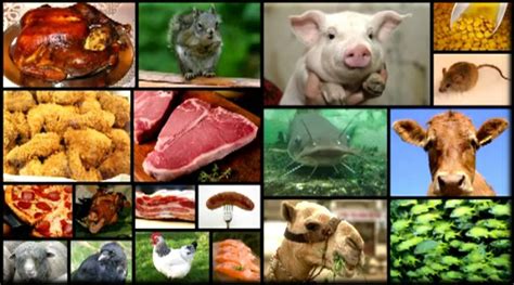 You Are What You Eat The Science Behind Elohims Dietary Laws