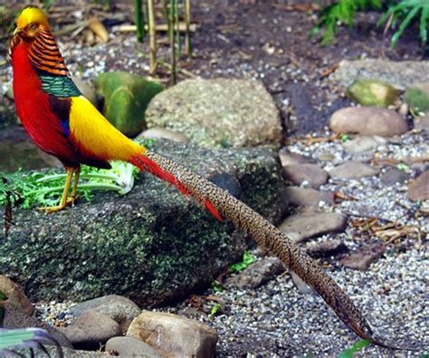 The avifauna of asia includes a total of 4,554 species. Golden Pheasant ~ Birds World