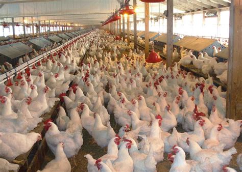 Starting A Poultry Farm For Beginners Step By Step Guide