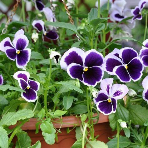 The ideal temperature for these winter flowers is 10° to 25° celcius. 11+ Flowers that Survive in Winter: Blooming Plants to ...