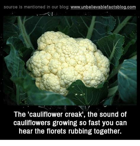 🔥 25 Best Memes About Cauliflower Cauliflower Memes