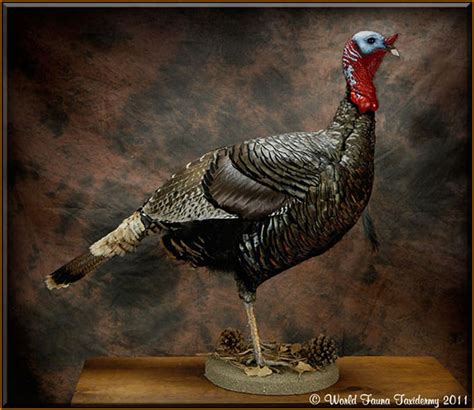 Turkey Taxidermy Mounts Strutting Gobbling Standing Flying