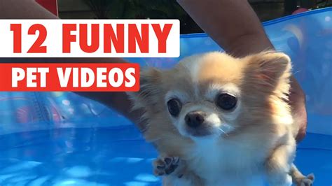 12 Funny Pet Videos Compilation 2020 Youtube