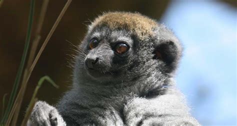 Lesser Bamboo Lemur The Aspinall Foundation