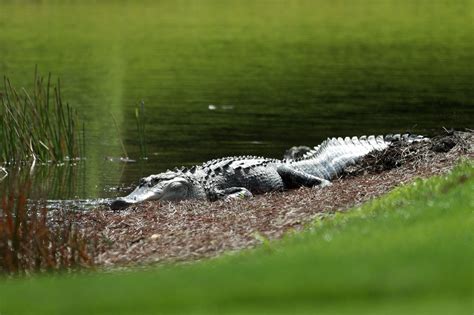 Avoiding An Alligator Attack In Florida Waters Beverly Lahaye Institute