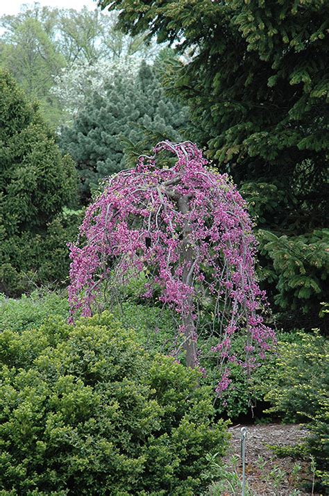 Lavender Twist Redbud Cercis Canadensis Covey In Columbus Dublin