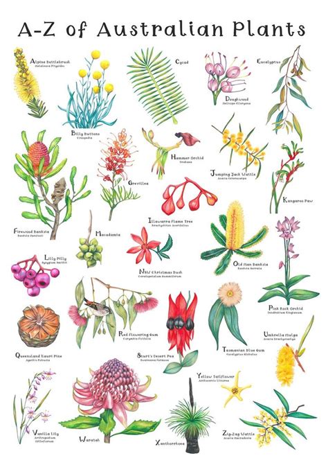 A Z Of Australian Native Plants Botanical Print Hand Drawn Etsy