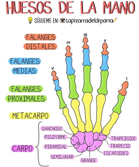 Huesos De La Mano Anatomia Y Fisiologia Humana Anatomia Y Fisiologia