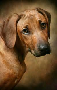 Rhodesian Ridgebacks The Most Honest Dog Breed Redbone Coonhound
