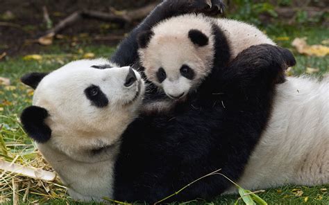 Wallpaper Id 1507003 Cute Herbivorous Relaxation Panda Animal