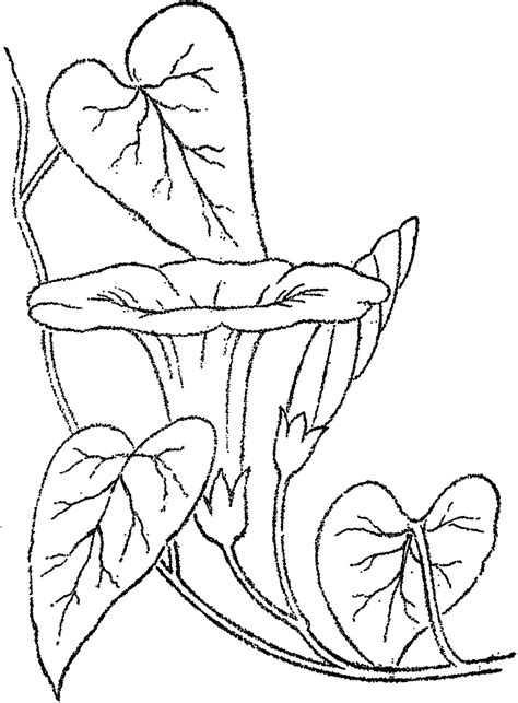 See line drawing morning glory stock video clips. morning glory vine drawing - Google Search | Flower Sprays ...