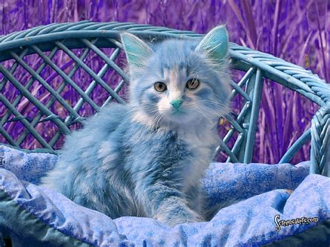 Fluffy Blue Kitten By Icegoddesswolf16 On Deviantart