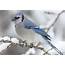 Winter Birds  Oak Hammock Marsh