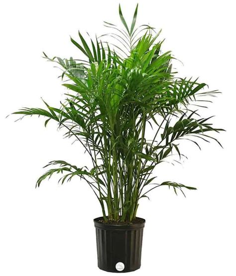The kentia is another popular choice of plant for indoor growers and is similar to the belmoreana (sentry palm) with the main difference (in looks). Indoor Palm Plants - 15 Best Types | Indoor Gardening