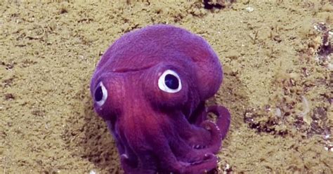 Googly Eyed Purple Squid Sighting Delights Scientists Cbs News
