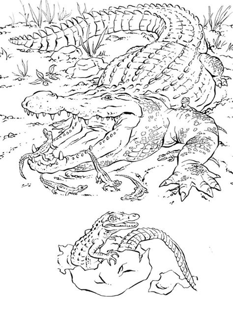 Realistic Coloring Pages Of Animals - Coloring Home
