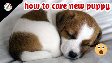 How To Take Care Of A New Puppy Caring Tips In Hindi New Puppy