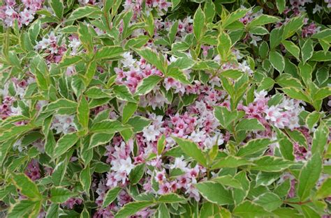 We use them to beautify our worlds and lives. Julie's Flowers | Plants, Flowers, Garden