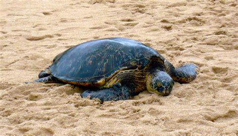 Sea Turtle - North Shore, Hawaii | Hawaii homes, Hawaii, Hawaii travel