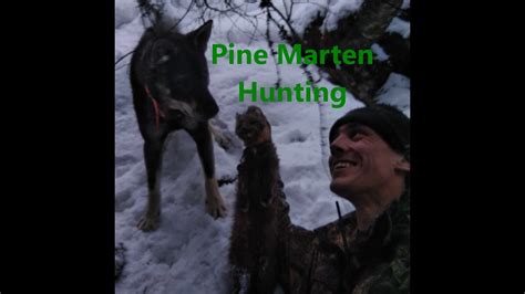 Pine Marten Hunting With Dog Youtube