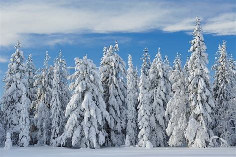 Snow Covered Trees In Lapland Stock Image Colourbox