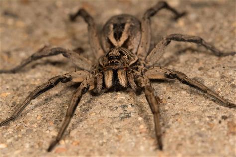 Wolf Spiders กระโดดหรือว่ายน้ำ Newagepitbulls