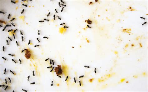Another common ant pest you will run into in your home is the little black ant or (monomorium minimum). Odorous House Ants: Little Stinkers | Senske Services