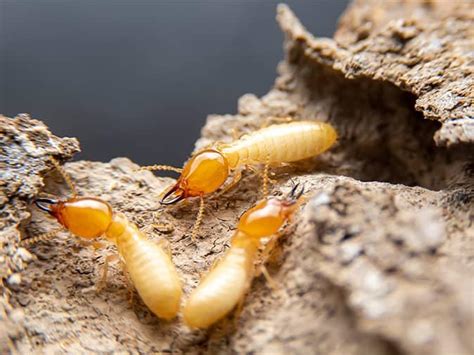 How Long Does A Termite Live Senechalroegner 99