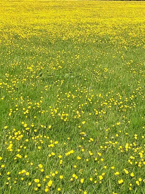 A Field Of Buttercupstaken In A Lovely Meadow In Slaidburn