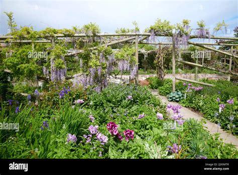 Wisteria Sinensis Flowering On Garden Pergola Stock Photo Alamy