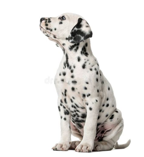 Dalmatian Puppy Sitting Stock Image Image Of Young Dalmatian 63255571