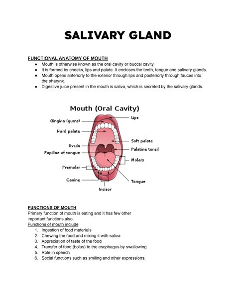 Salivary Gland Salivary Gland Functional Anatomy Of Mouth Mouth Is