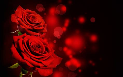 Wallpaper Bunga Bunga Merah Mawar Menanam Kegelapan Daun Bunga