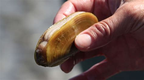 Clatsop Beaches Close To Razor Clam Harvesting Friday March 08 2019