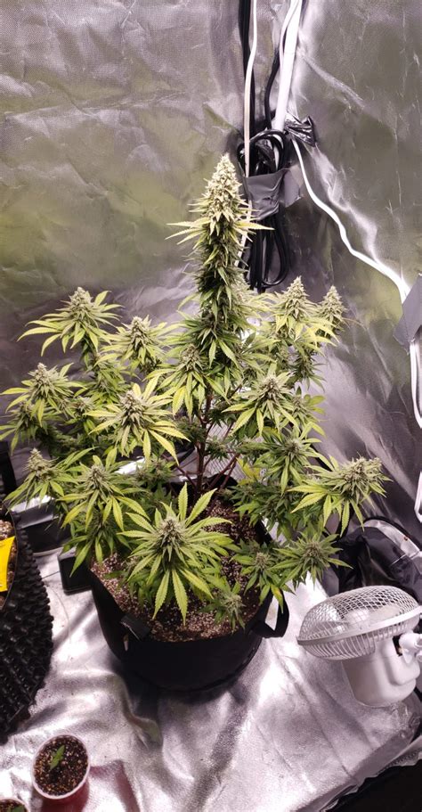 Some of the tips and tricks in this article refer to universal mistakes that all growers make, regardless of experience. Northernlights grow journal by CannakingElder - GrowDiaries