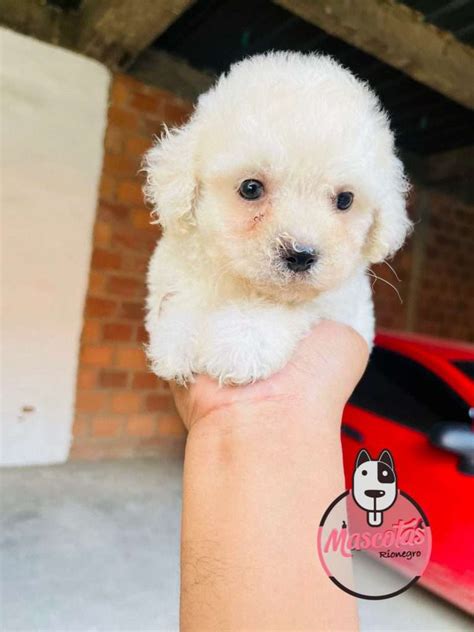 Perros French Poodle Mini Toy En Adopcion Bogota Wow Blog