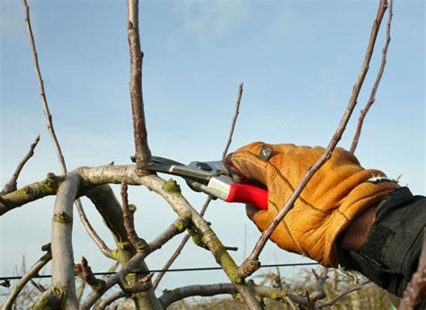 Principes De Base De La Taille Des Arbres Fruitiers