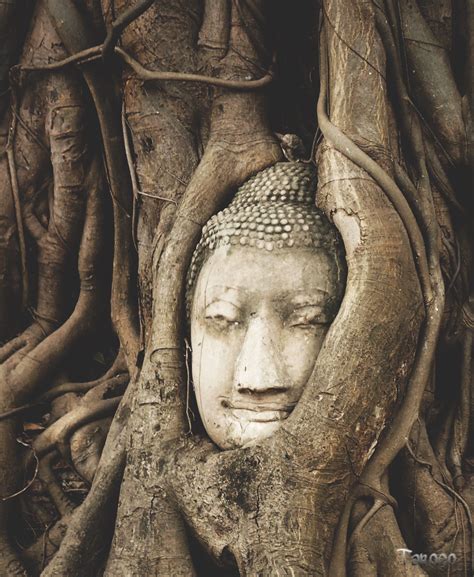 Thailand Buddha Head In Tree Roots Wat Mahathat Ayutthaya Buddha
