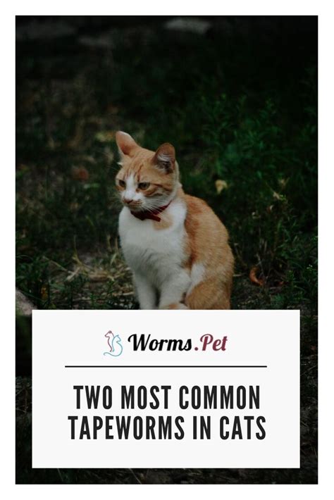 How Do I Know If My Cat Is Pregnant Or Has Worms Edmundo Rhea