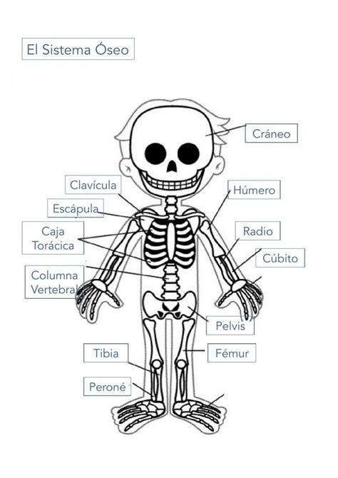 Ejercicio de Sistema Óseo o Esqueleto Esqueleto humano para niños Cuerpo humano para niños