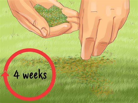 You should also choose a time when you don't expect additional rain in the next two or three days. How to Apply Weed and Feed: 11 Steps (with Pictures) - wikiHow