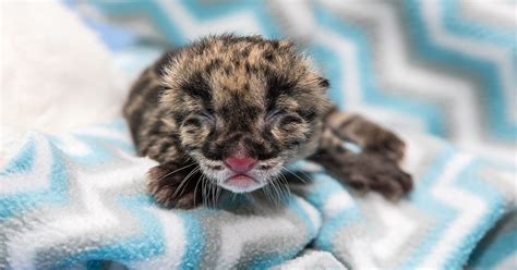 Clouded Leopard Cub Born At Nashville Zoo Is A One Of A Kind