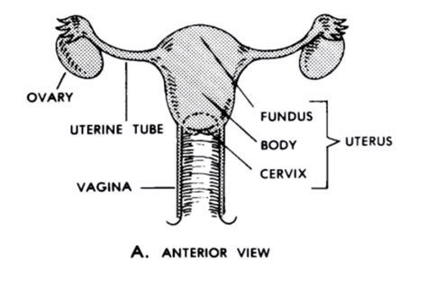 Images 08 Urogenital Systems Basic Human Anatomy