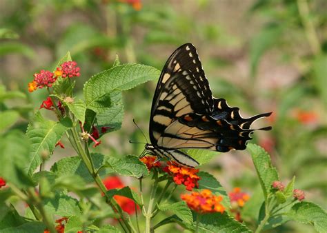 Snapper Ii Butterflys In June