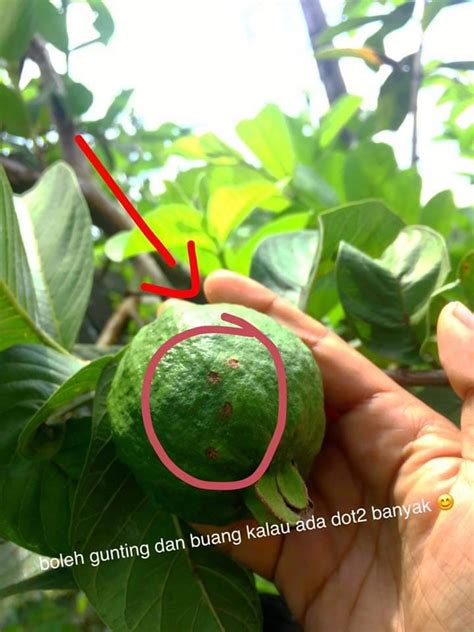 Daun bidara memiliki senyawa antibakterial. Pokok Jambu Batu Di Laman Rumah Berbuah, Segera Balut ...