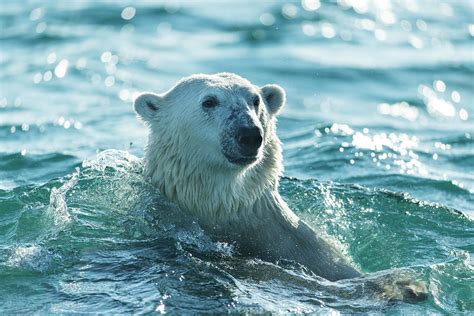 Polar Bear Swimming In Hudson Bay By Paul Souders