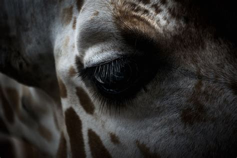 Giraffes Eye Image Free Photo