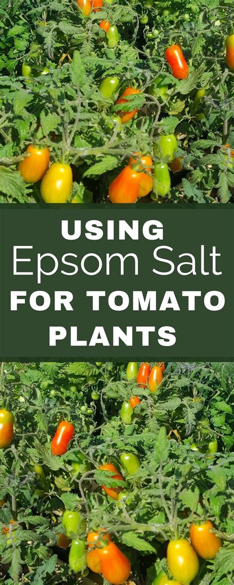 Best 25 Epsom Salt For Tomatoes Ideas On Pinterest