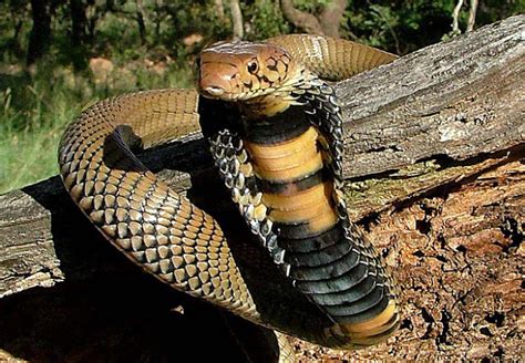 10 Serpentes mais Venenosas na África Planeta Selvagem